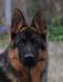 Nemo Vardar Wolf