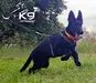 Bongo of k-9 top training