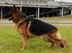 Leroy do Rancho Turra