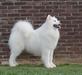 BISB BISSB JBISS JBIS BIG Multi JCH CH LU, VDH Vanderbilt's Lucky Fox