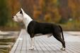 JCH BY, BREED, GR CH BY, BREED, GRAND, SUP.GR CH ARM,CH.GEO Dominant BLR Albus Dambldor