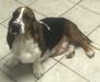 Maddie of Okefenokee Basset Hounds