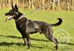 Defenderdogs Fabulous Bruce
