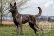 Defenderdogs Esmee