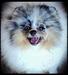  My Secret Poms Davinci@ Bei Colori