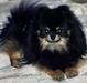  Diamond Hearts to Secret Poms A Kilo of Cuteness