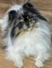  Dreamy Poms to Secret Poms Work Of Art Mona Lisa