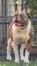  BullybadAss Chocolate Belle of Bulldawg Battalion