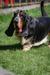 BRave Basset Bom Napoleon