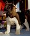 BEST PUPPY IN SHOW x2 E Im Legenda Akita Villa