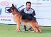 Swapnil's Bruno
