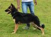 Kaiser do Nery Dogs