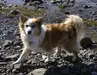 Kirkjufells Kleopatra