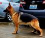 Madona Vardar wolf