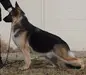BIM BIF GCH Silhouette's Beat of My Heart