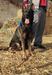Norman Real K-9