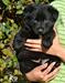 Durango of k-9 Top Training