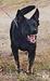 Amarillo of k-9 TOP TRAINING
