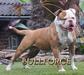  Bullforce Coconut