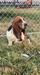 BA Holstein