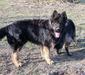  Vito von der Seisenburg