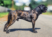 RiotRiverMastiffs' Trigger Jackson