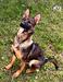 Carlos of k-9 top training