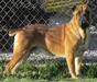ROTHORM JY DREAM ORO