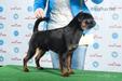 BOBpuppy WDS -2014, JCHUA,CHUA,CHLT,CH of Breed,4xBOB,4xCACI RUSSISCH GEIST JORZH LEGENDARNIY