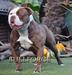  Bullforce Belle