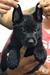 Figaro of k-9 Top Training