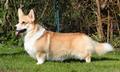 European & Latin Puppy Winner-22 FR CH Emeishanquin Secret's N The Fox