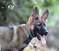 Estella of k-9 Top Training