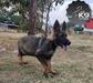 Eiko of k-9 Top Training