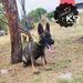 Ein of k-9 Top Training