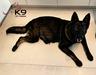 Teresa of k-9 Top Training