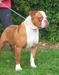 Ch ABRI Danibull's Cesare 1