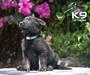 Flor of k-9 Top Training