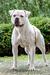 Jr W. Winner,  HJCH,  SKJCH, HCH, PLCH, DERBY WINNER Blockhead’s Madeira