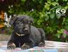 Ferro of k-9 Top Training