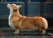 JCHR, JCHRKF, JCH NATIONAL BREED CLUB, JGRAND CHAMPION LUXBERRY URSULA ANDRESS