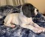 Willow Pond Danes Gemma
