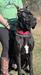 Willow Pond Danes Lord Renzo