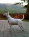 EVER LORDBULL BARBI CARBONI
