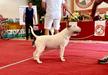 BULPAK POLAR BEAR