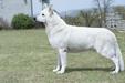  Snow Wolfshund