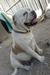 Dutchess AB Duqueza