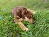 Nalle