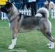  Antares Loyal Spirit For Maty-Criss