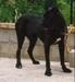 Egar (1995)( AG96L7514)